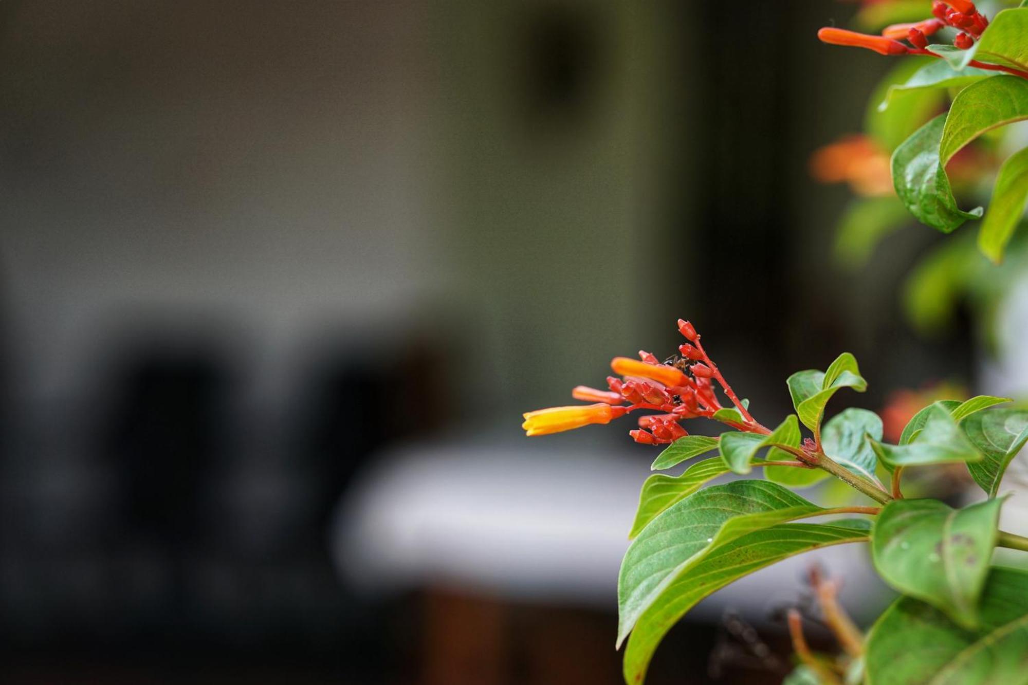 Sashini Homestay Sigiriya Luaran gambar